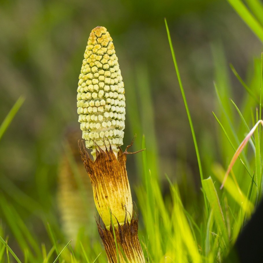 Хвощ топяной