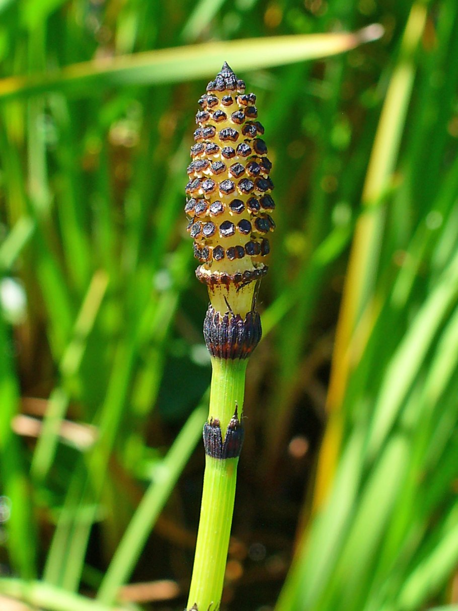 Хвощ Луговой Equisetum pratense