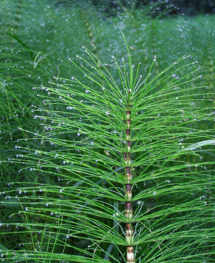 Хвощ полевой Equisetum arvense l.