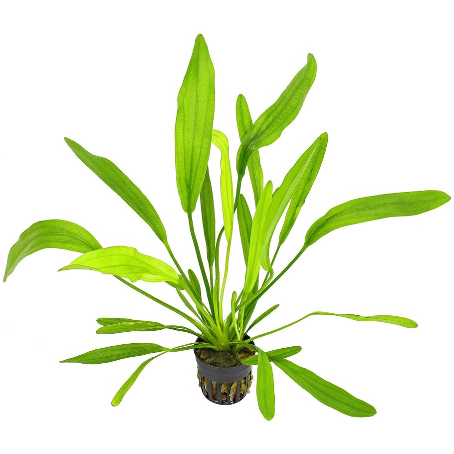Эхинодорус "малый медведь" (Echinodorus "kleiner Bar")