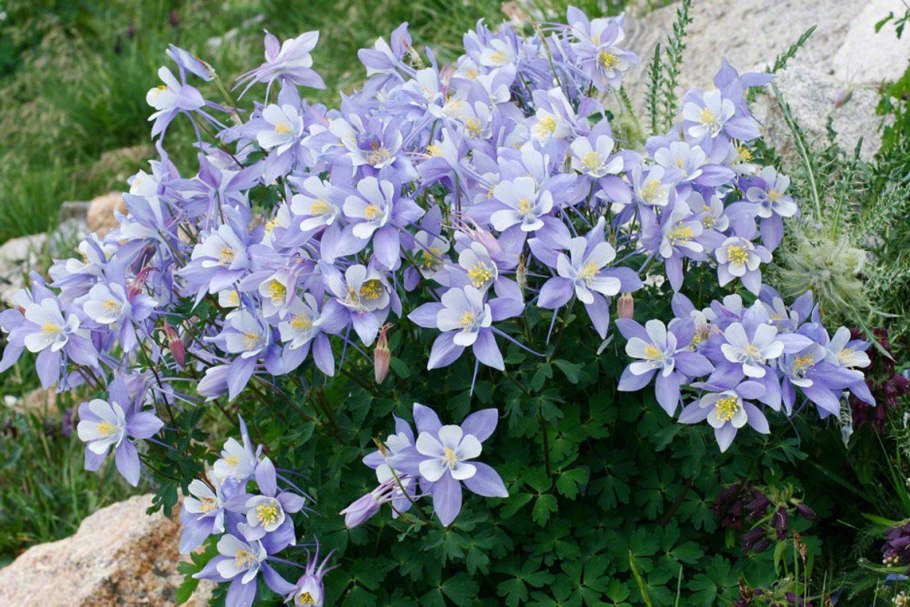 Водосбор растение семейства лютиковых