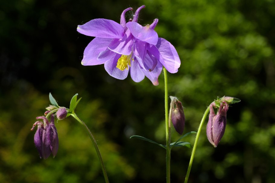 Aquilegia einseleana