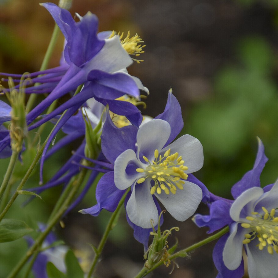 Aquilegia Formosa