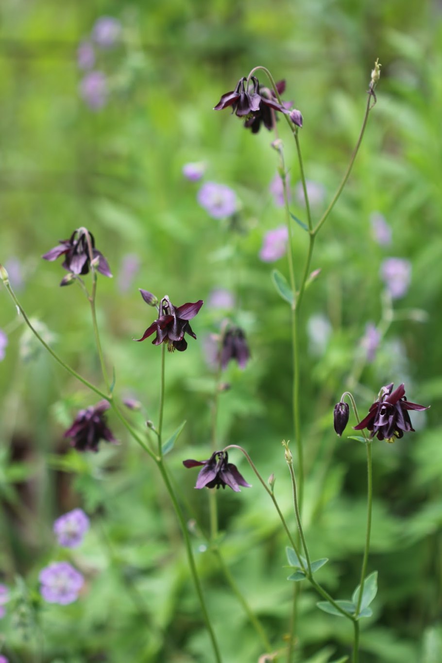 Аквилегия Пиренейская