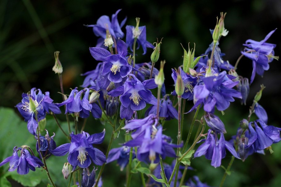 Водосбор Сибирский Aquilegia sibirica