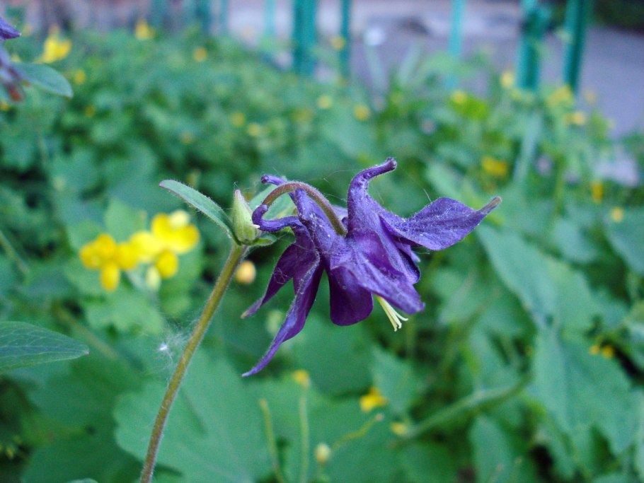 Аквилегия grandmothers Garden