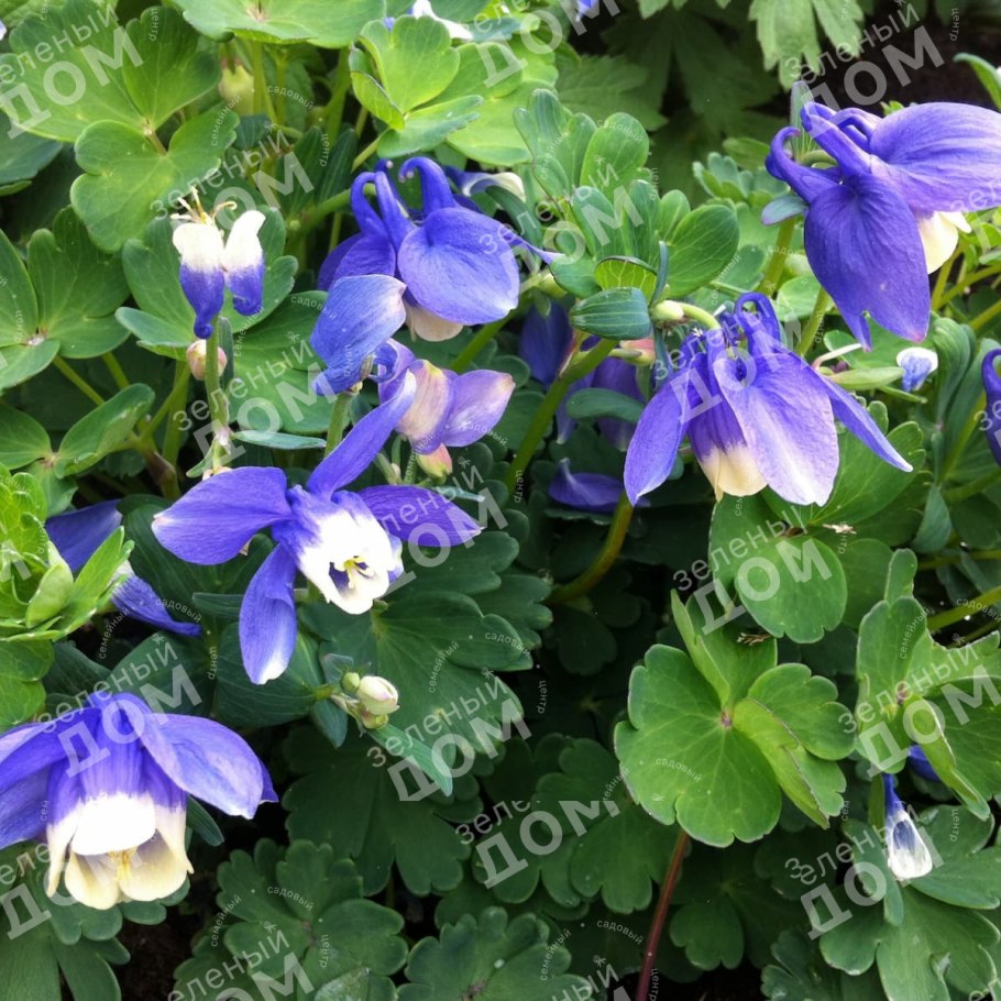 Аквилегия Джоунза