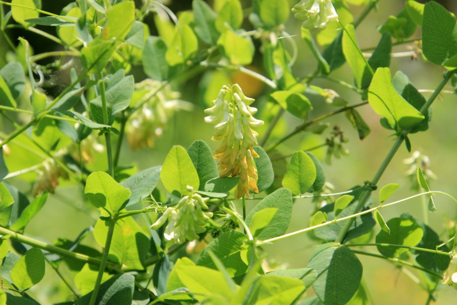 Табак Мотыльковые