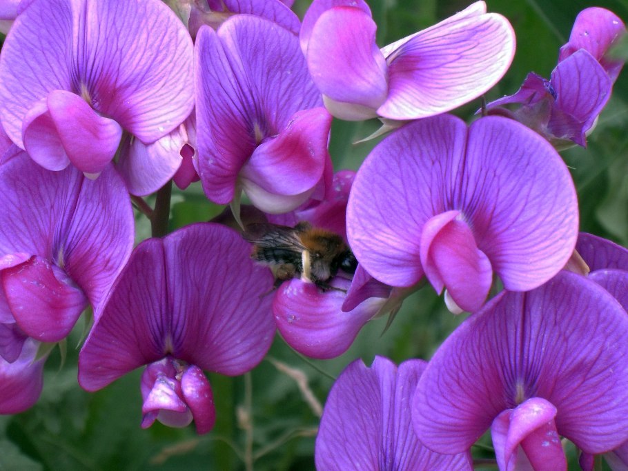 Ракитник венечный Лена