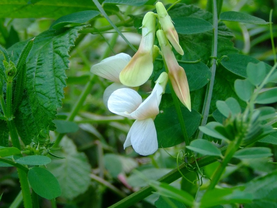 Мотыльковые растения Вика посевная