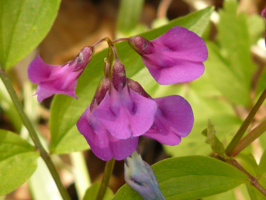 Чина (Lathyrus)