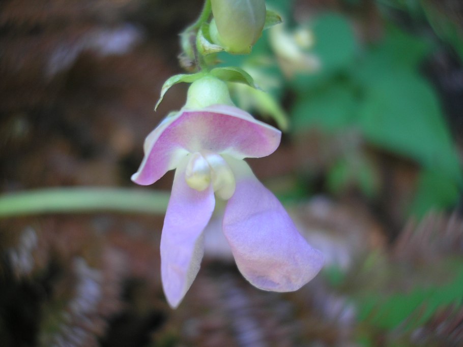 Горошек Vicia