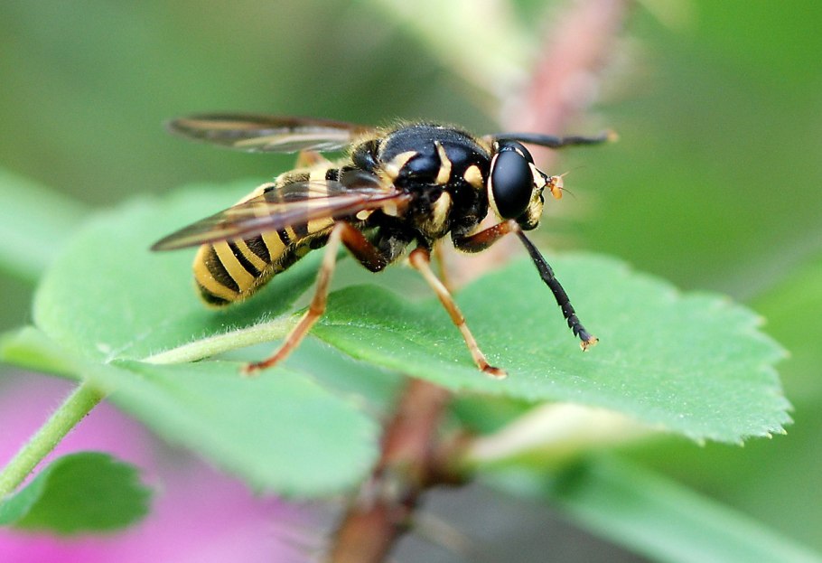 Оса муха журчалка пчела
