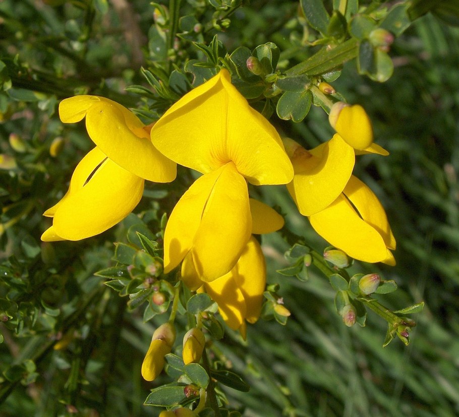 Common broom cytisus scoparius