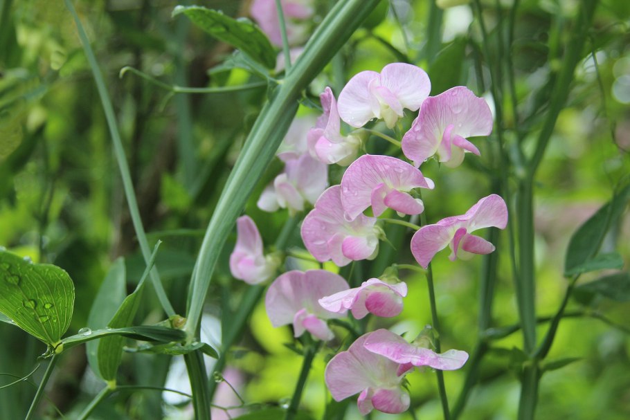 Чина (Lathyrus)