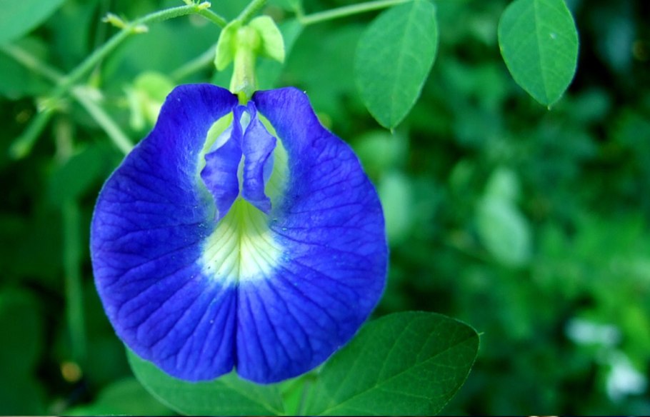 Глафира горошница