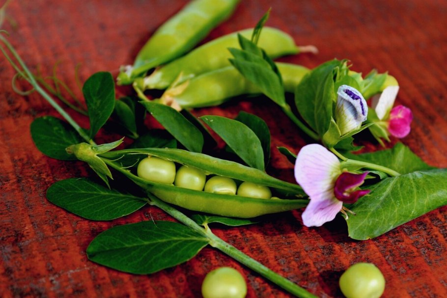 Дикие Мотыльковые растения