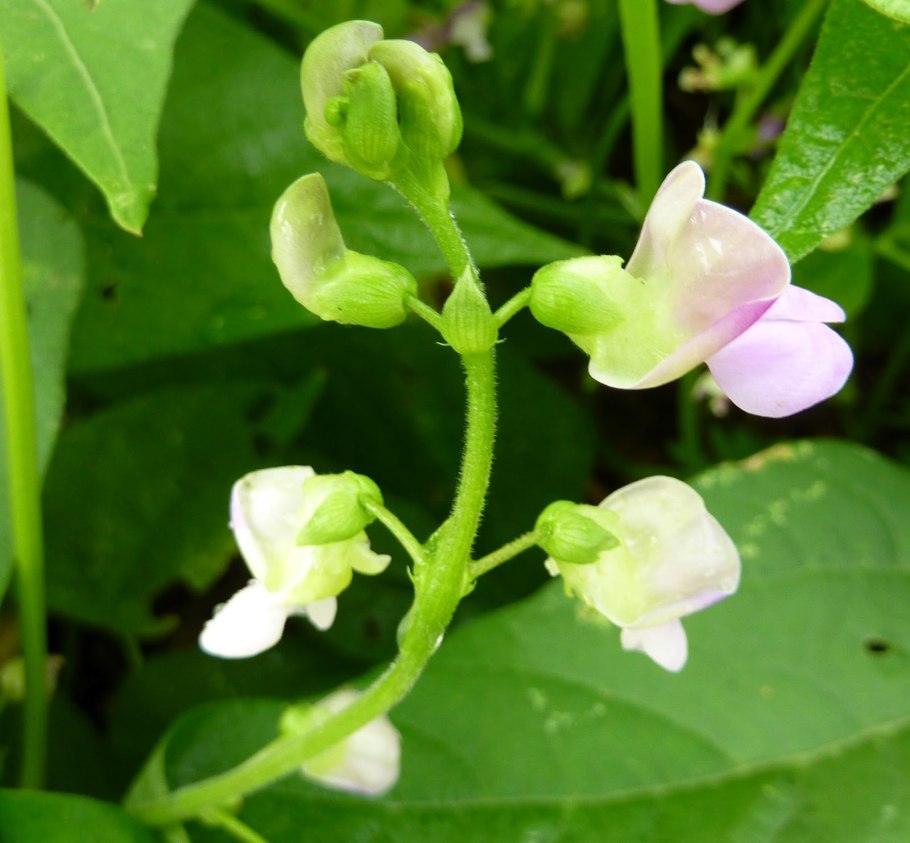 Горох лущильный патио