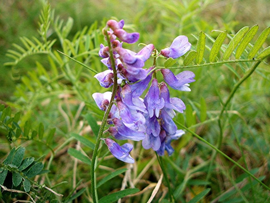 Пуэрария Кудзу