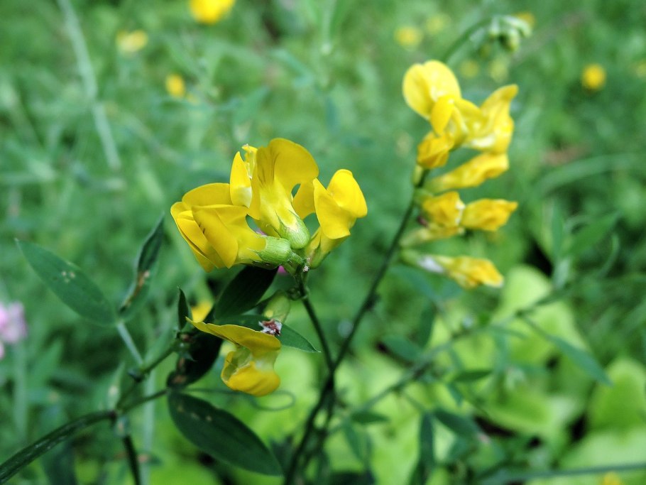 Чина луговая lathyrus pratensis