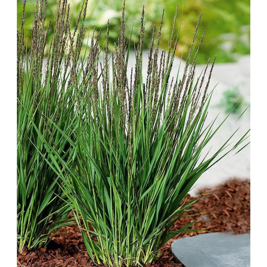 Молиния голубая (Molinia caerulea `Heidezwerg`)