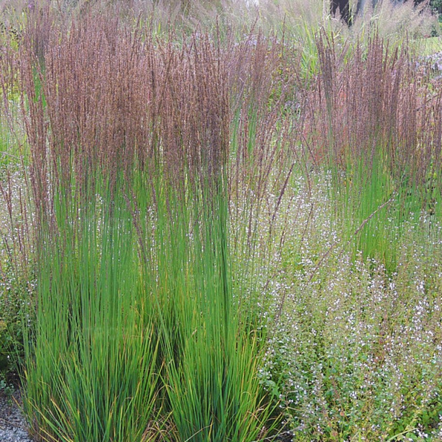 Молиния голубая (Molinia caerulea)