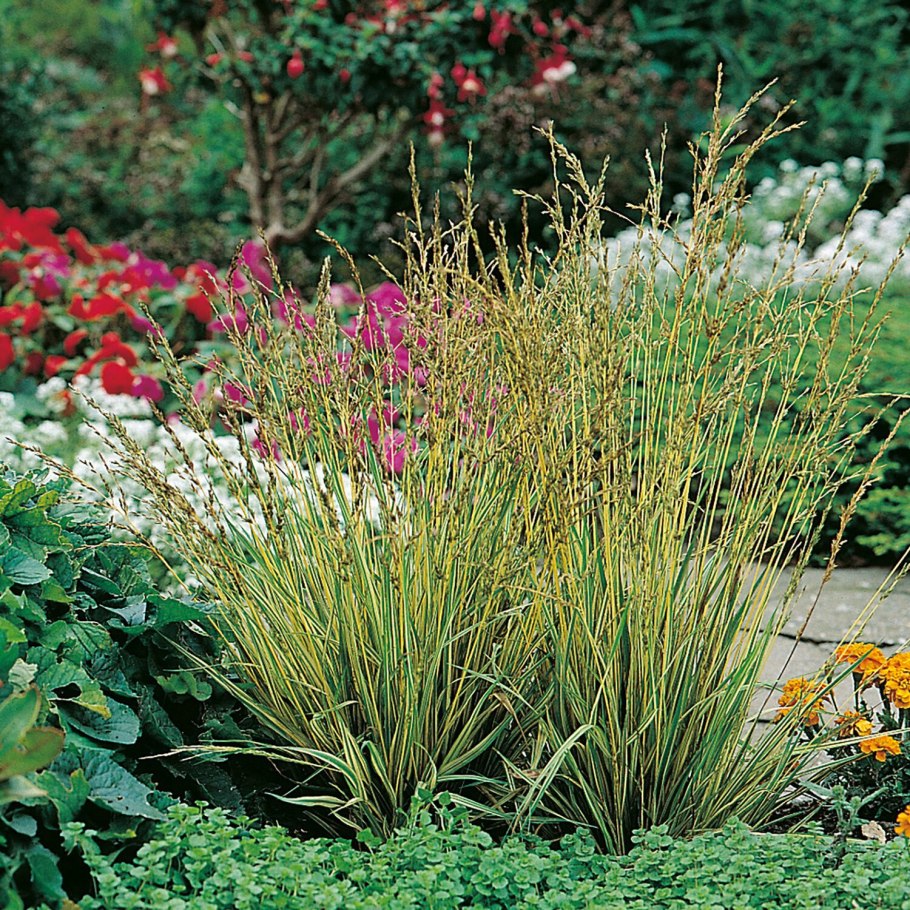 Молиния голубая variegata