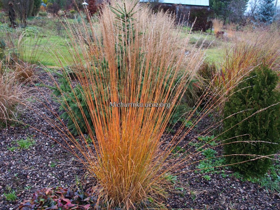 Молиния тростниковая (molinia arundinacea `karl foerster`)
