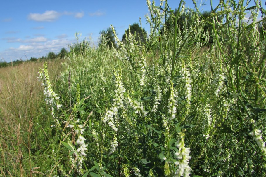 Донник индийский