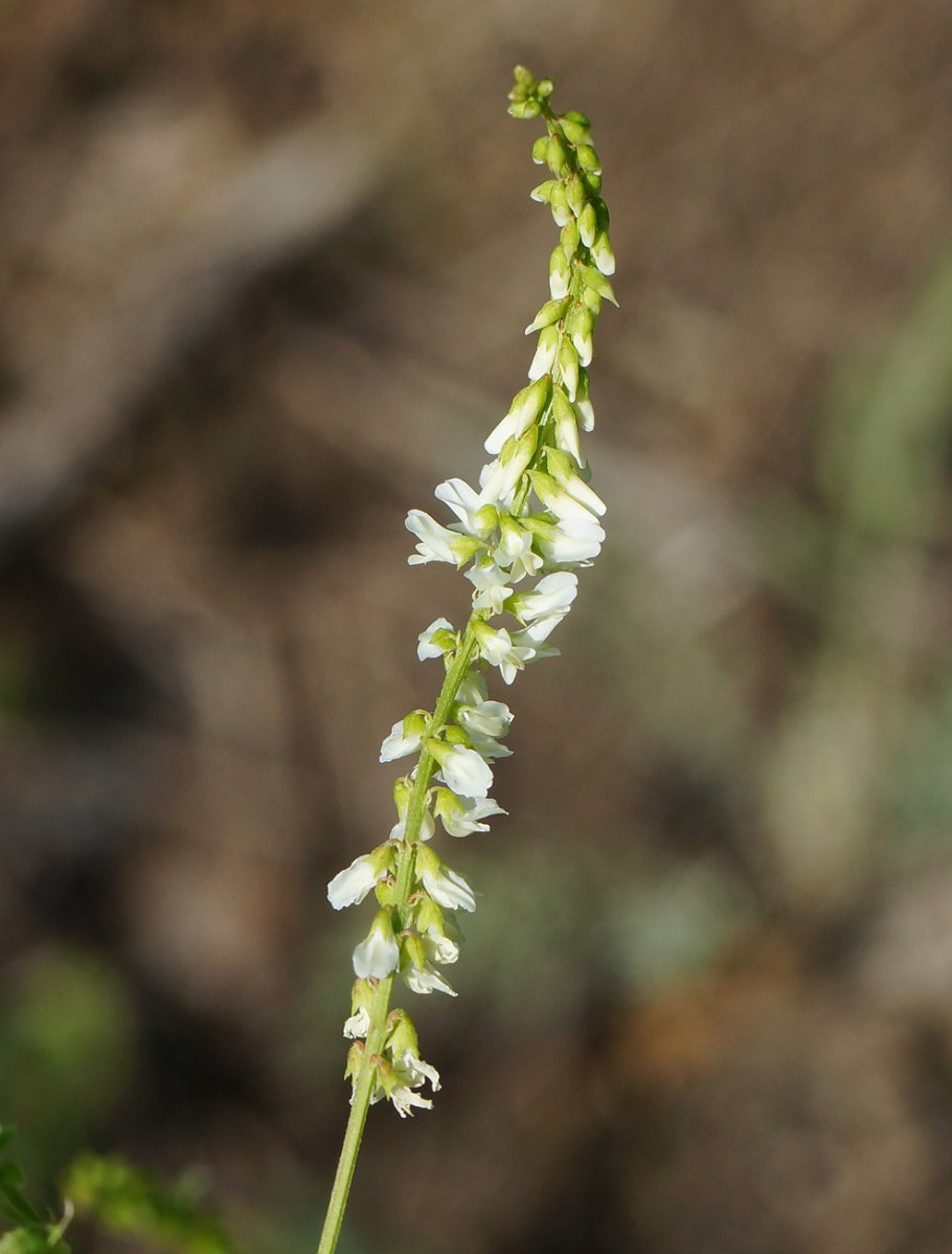 Иссоп лекарственный 'Albus'