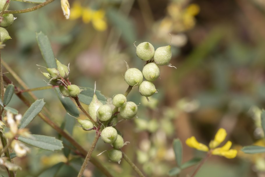Melilotus neapolitanus