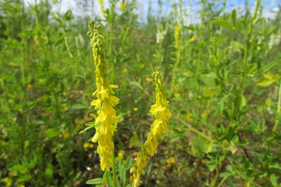 Донник белый