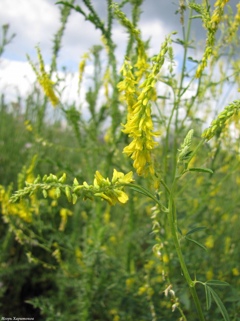 Донник лекарственный/желтый (Melilotus officinalis) 1100 г