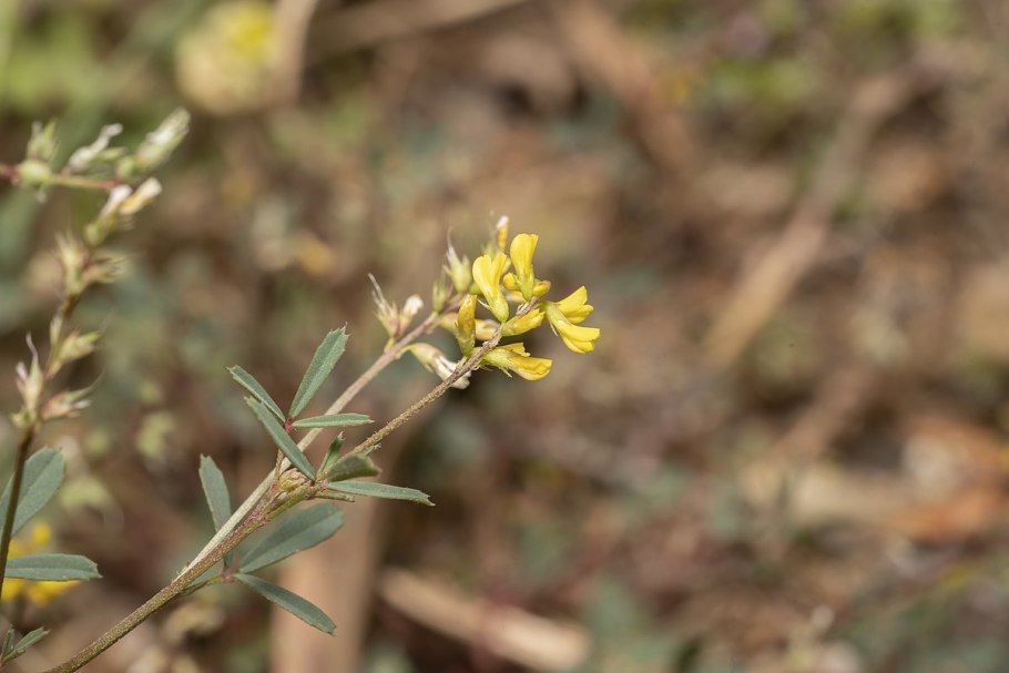 Донник (Melilotus) сем. Бобовые растение цветок