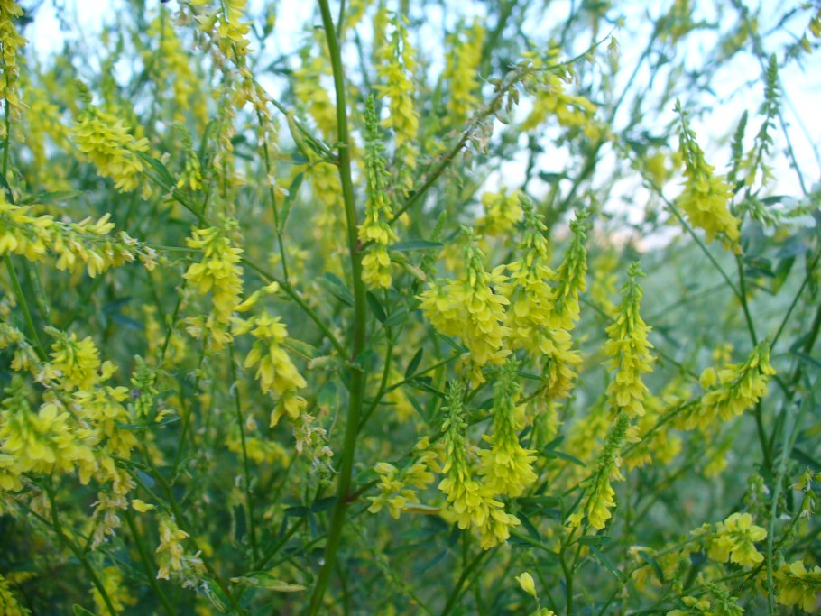 Донник медонос