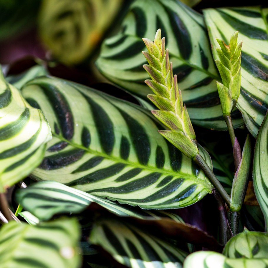 Калатея ктенанта Амабилис