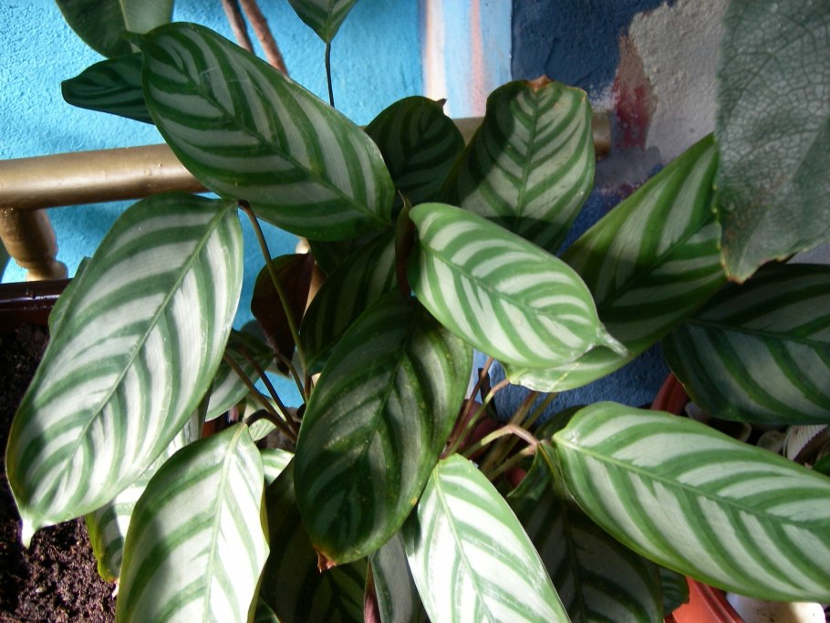 Ктенанта Оппенгейма