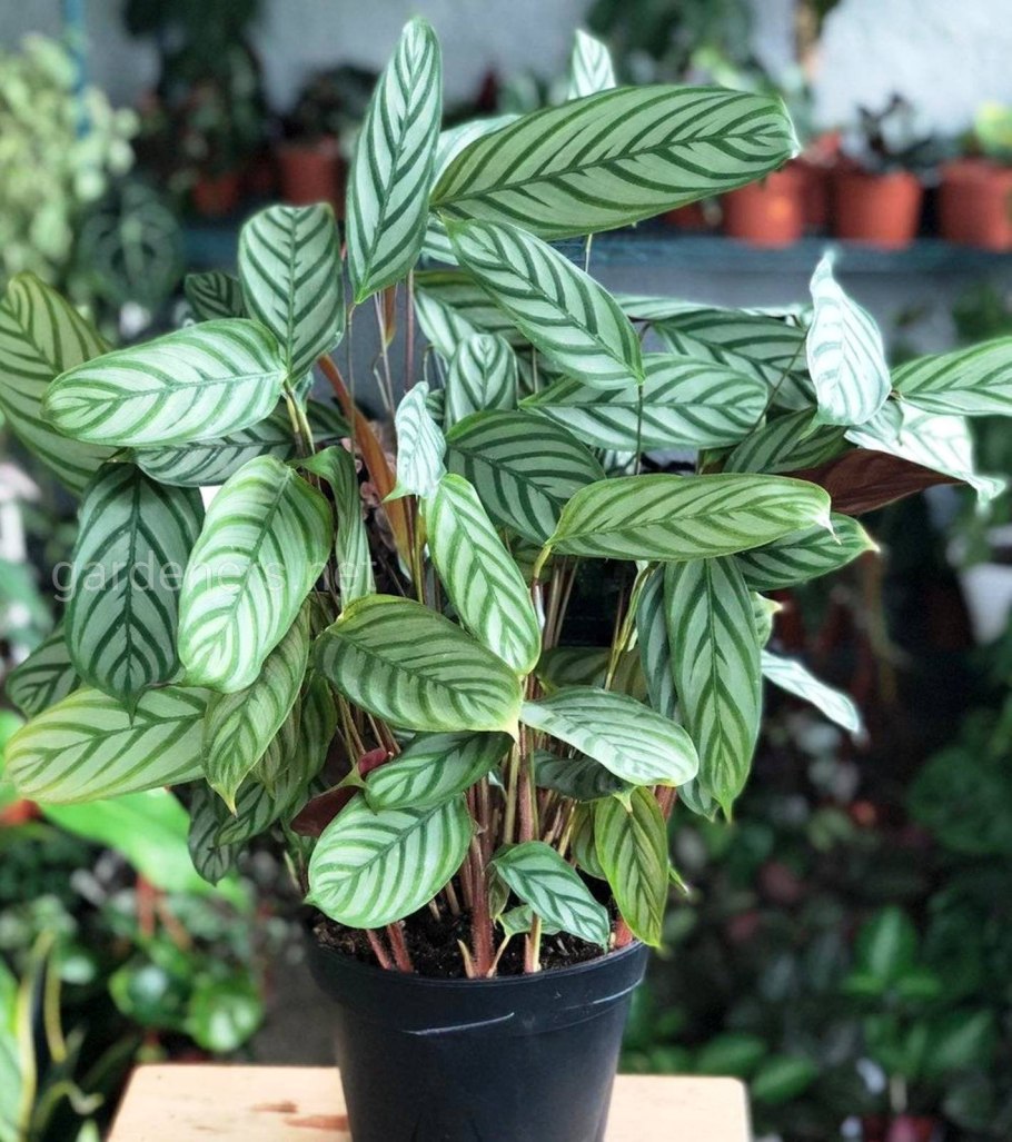 Ктенанта oppenheimiana