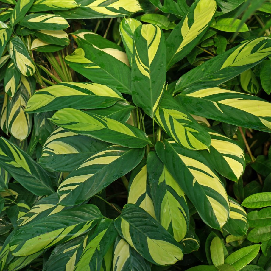 Ктенанта Бурле