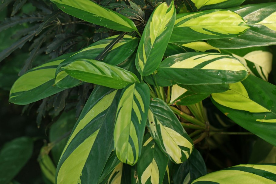 Ктенанта Оппенгейма Вариегата