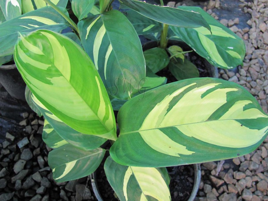 Калатея ктенанта