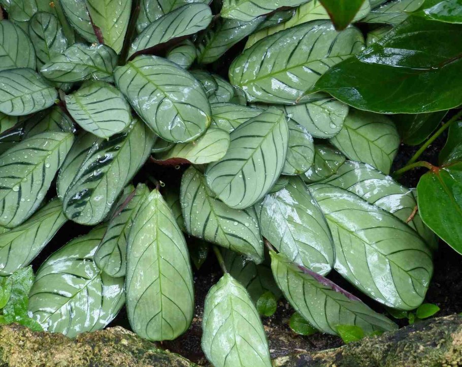 Строманта ктенанта