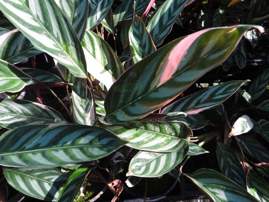 Калатея ктенанта амабилис