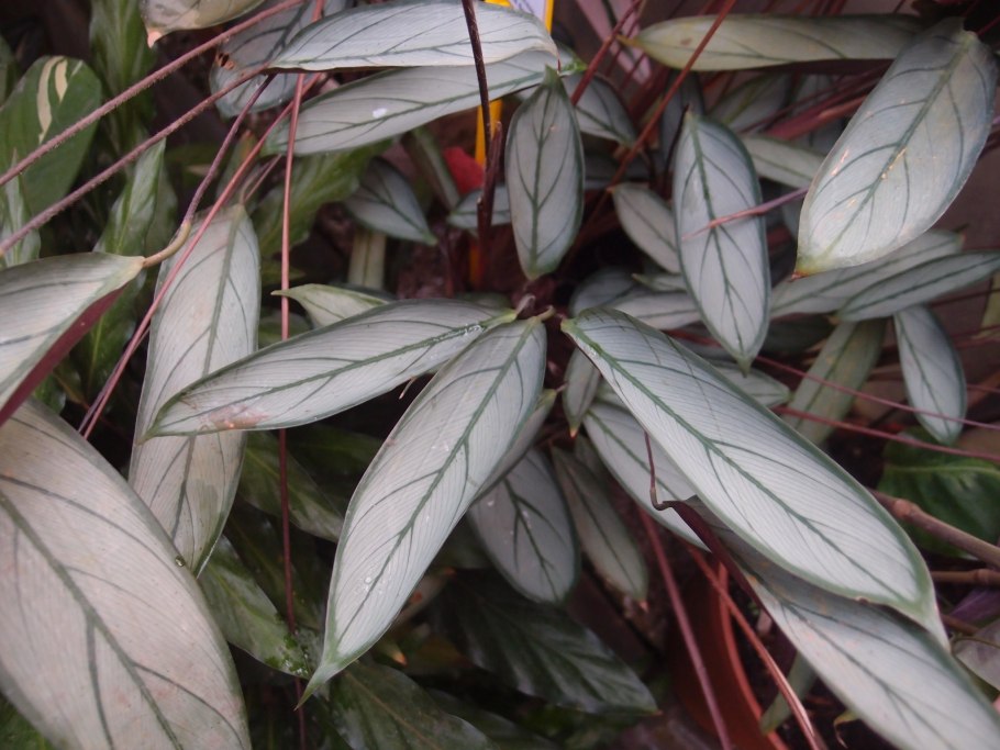 Ктенанта setosa