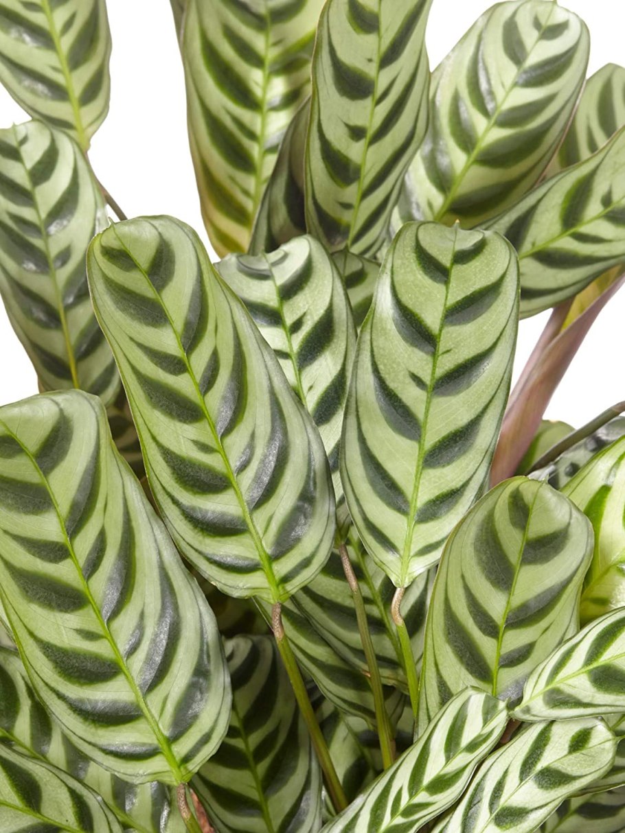 Ктенанта Бурле-марксии