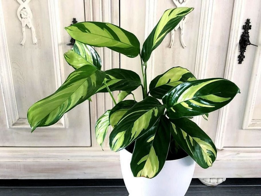 Ктенанта Burle-marxii