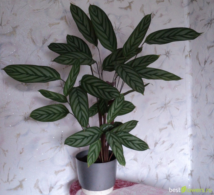 Калатея Лубберса