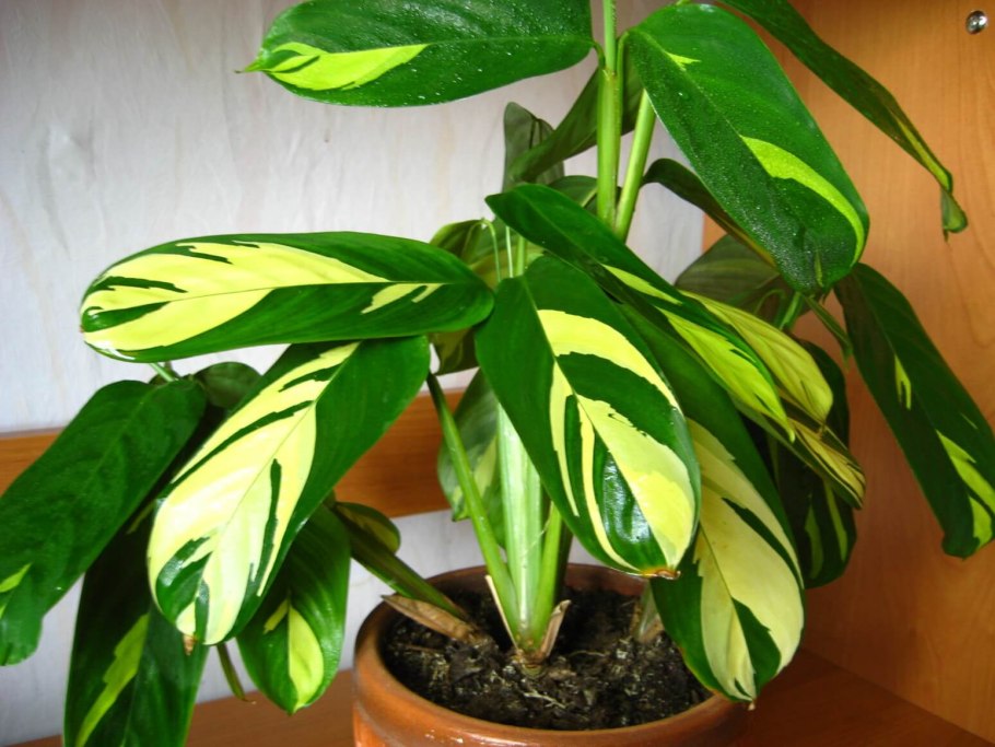 Ктенанта Лубберса