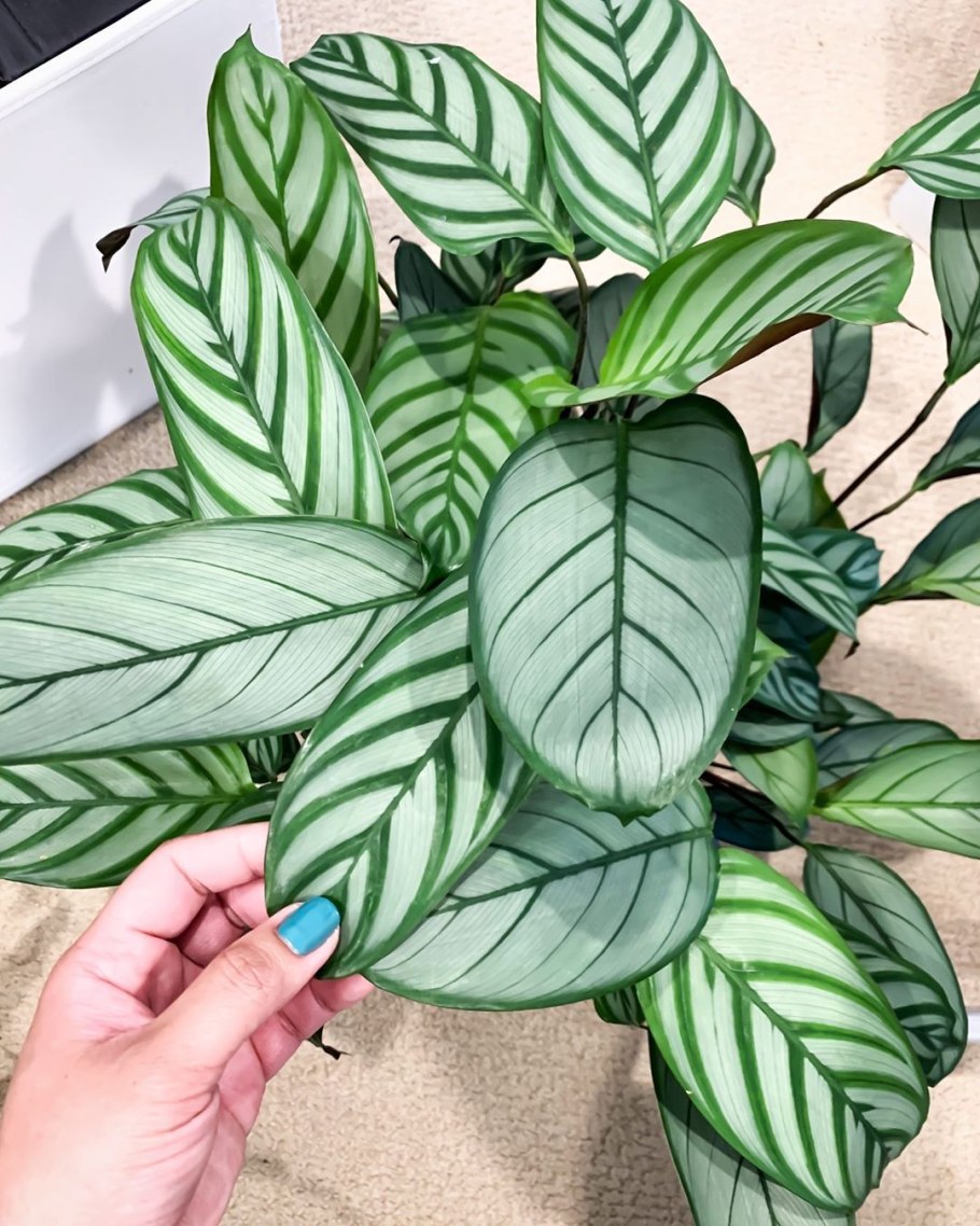 Ктенанта Берл-Маркса