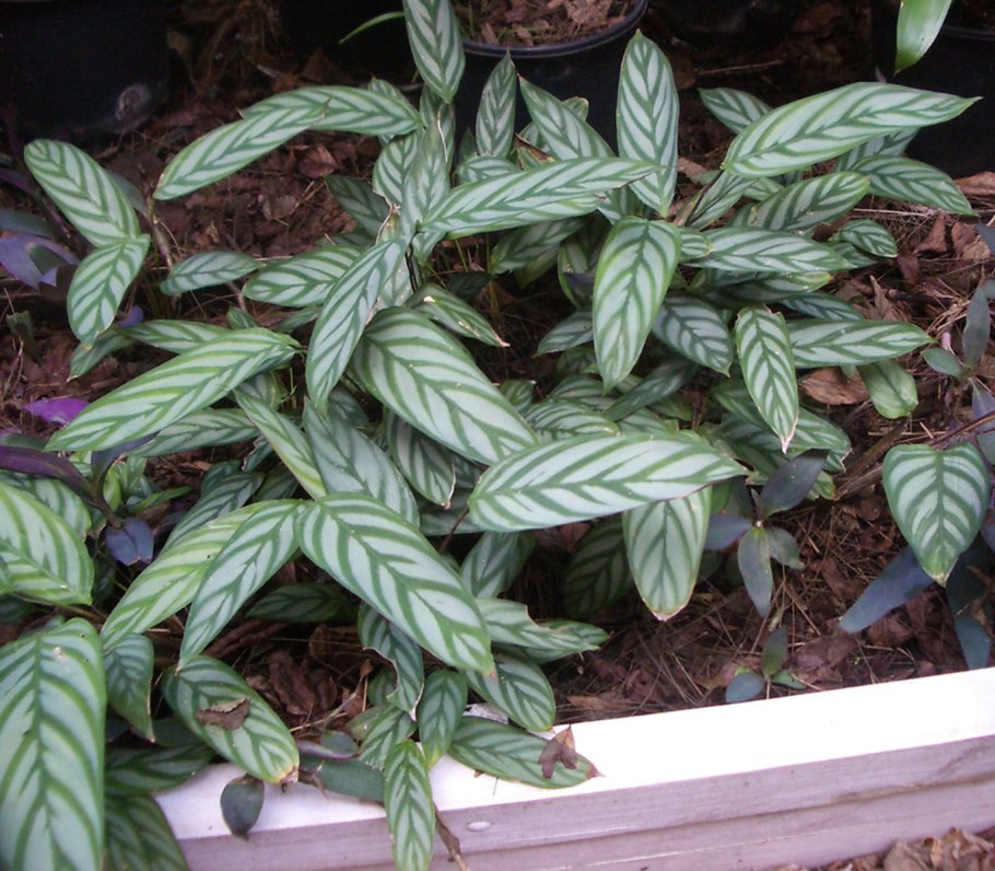 Калатея ктенанта